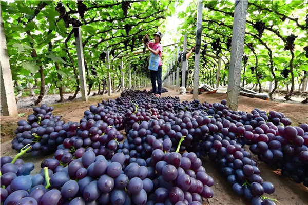 Grape picking provides a new form of entertainment(图3)