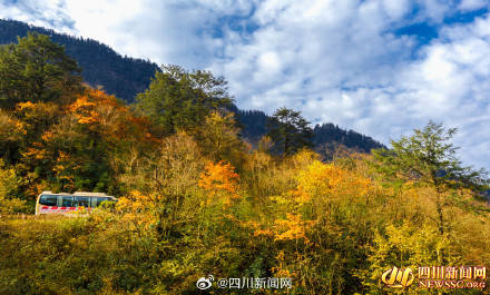 Like a poem or a painting! The colorful forest of Mount Emei welcomes its best viewing period(图5)