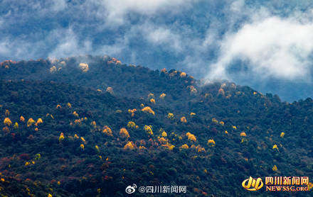 Like a poem or a painting! The colorful forest of Mount Emei welcomes its best viewing period(图6)