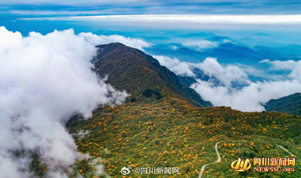 Like a poem or a painting! The colorful forest of Mount Emei welcomes its best viewing period(图8)