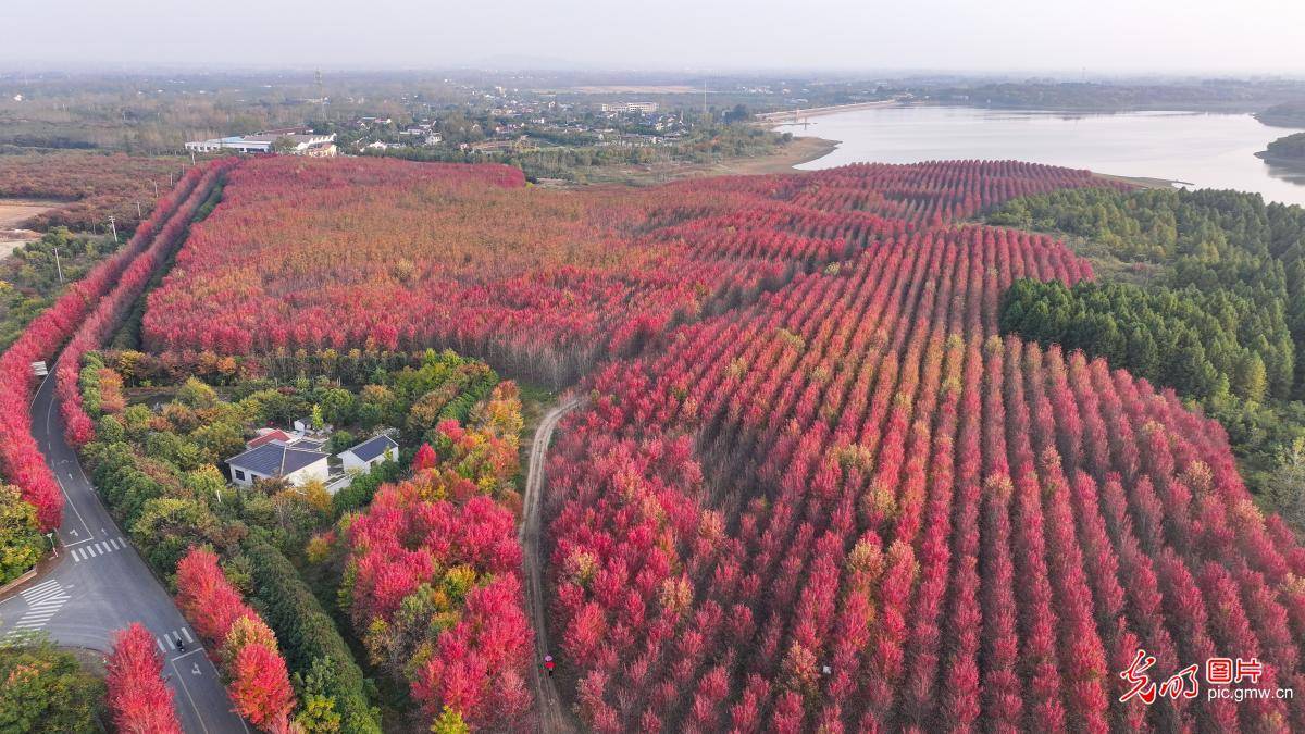 Nanjing Bamboo Towns Red Maple Scenery Attracts Tourists(图2)