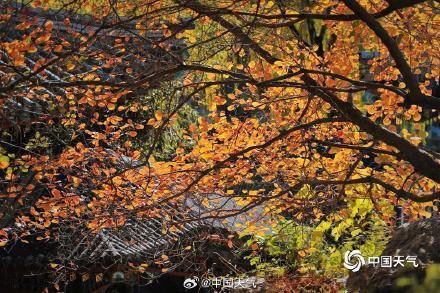 The autumn charm of the Summer Palace in Beijing is strong, and the ancient architecture and colorful leaves complement each other beautifully(图3)