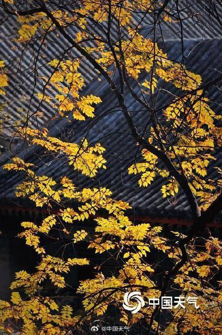 The autumn charm of the Summer Palace in Beijing is strong, and the ancient architecture and colorful leaves complement each other beautifully(图4)