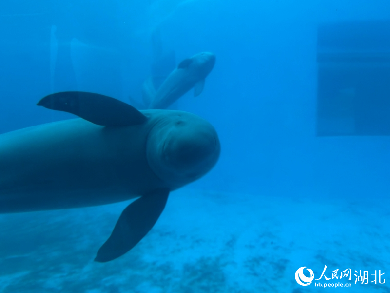 Wuhan names Yangtze finless porpoise its city mascot as species recovery signals biodiversity conser