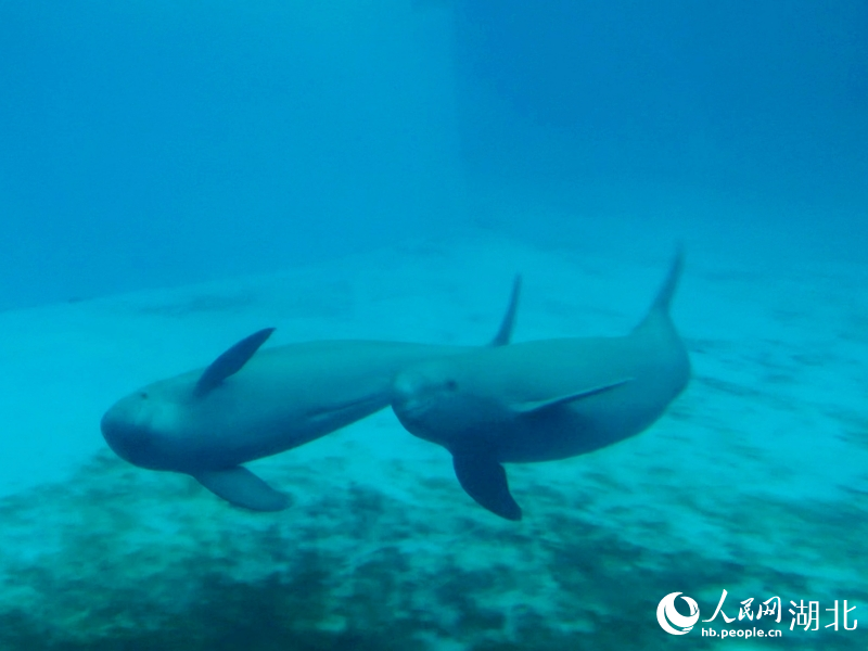 Wuhan names Yangtze finless porpoise its city mascot as species recovery signals biodiversity conservation(pic2)