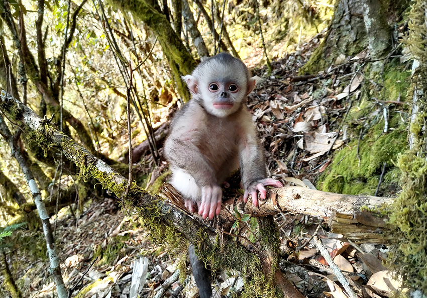 Camera traps capture thriving population of Yunnan snub-nosed monkeys(pic1) Camera traps capture thriving population of Yunnan snub-nosed monkeys(pic1)