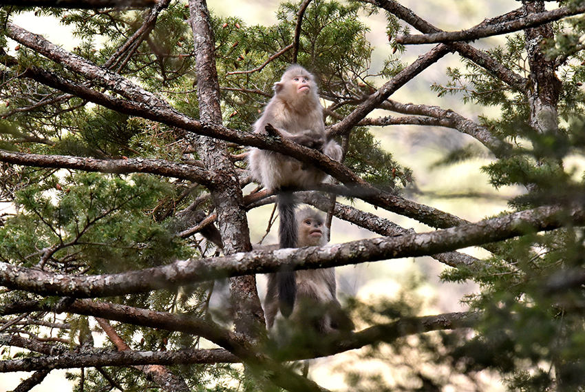 Camera traps capture thriving population of Yunnan snub-nosed monkeys(pic2) Camera traps capture thriving population of Yunnan snub-nosed monkeys(pic2)