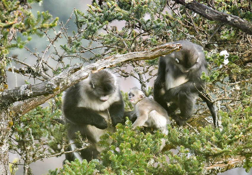 Camera traps capture thriving population of Yunnan snub-nosed monkeys(pic3) Camera traps capture thriving population of Yunnan snub-nosed monkeys(pic3)