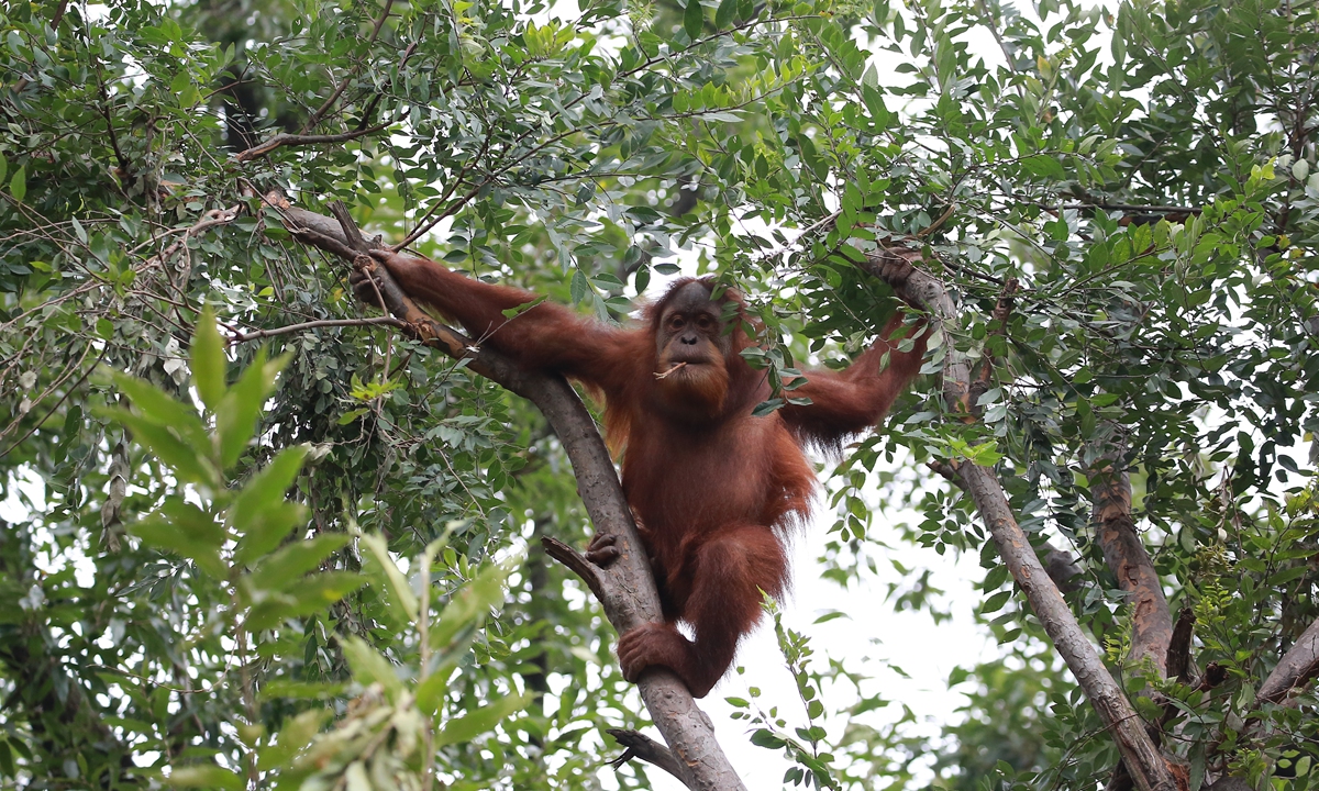 Paintings by orangutans in China zoo raise awareness for endangered wildlife(图2)